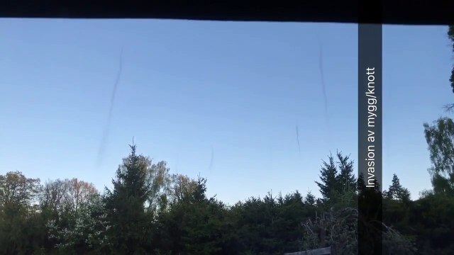Des tornades d'insectes dans le ciel de Stockholm : invasion impressionnante