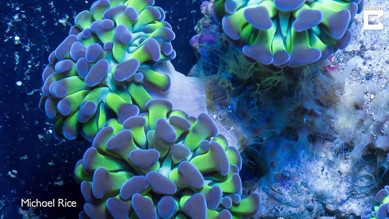 Ce timelaspe de la barrière de corail est juste MAGNIFIQUE