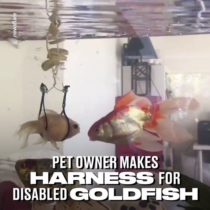 Il a fabriqué un harnais à son poisson rouge handicapé