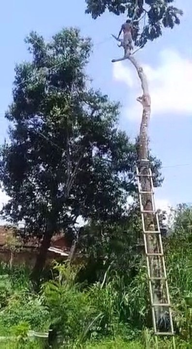 Il coupe un arbre et se rate complètement... Do...