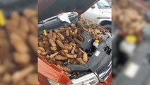 A Squirrel Filled An Engine Bay With 50 Pounds Of Pine Cones