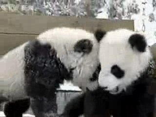 Des mignons petits bébés Pandas