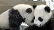 Des mignons petits bébés Pandas