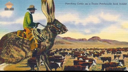 QUÉ PASA CON LOS CONEJOS | Mini Documental