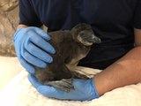 You have to meet this baby penguin at Odysea Aquarium