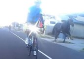 Escaped Horses Chase Cyclists Along Melbourne Highway