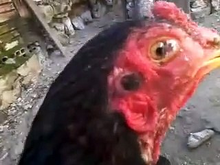 Gogo ou Coriza em Galinha