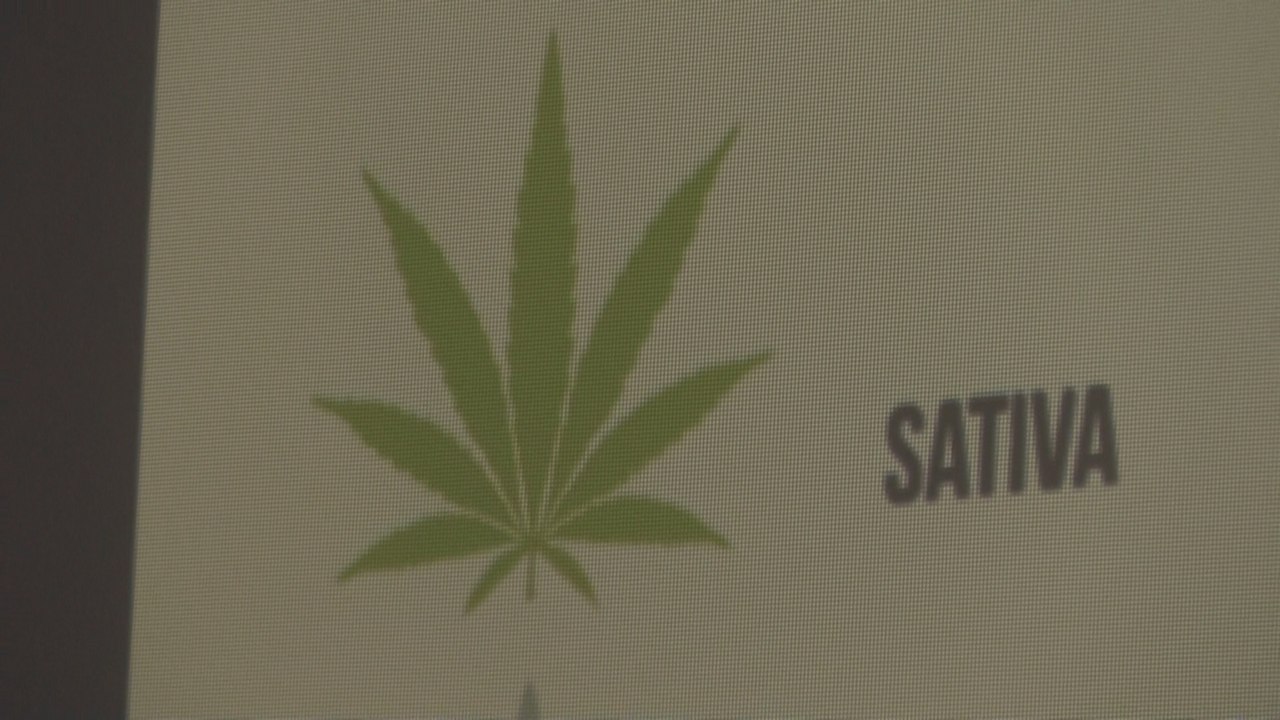 La biotecnología en el cannabis medicinal se extiende por el continente americano