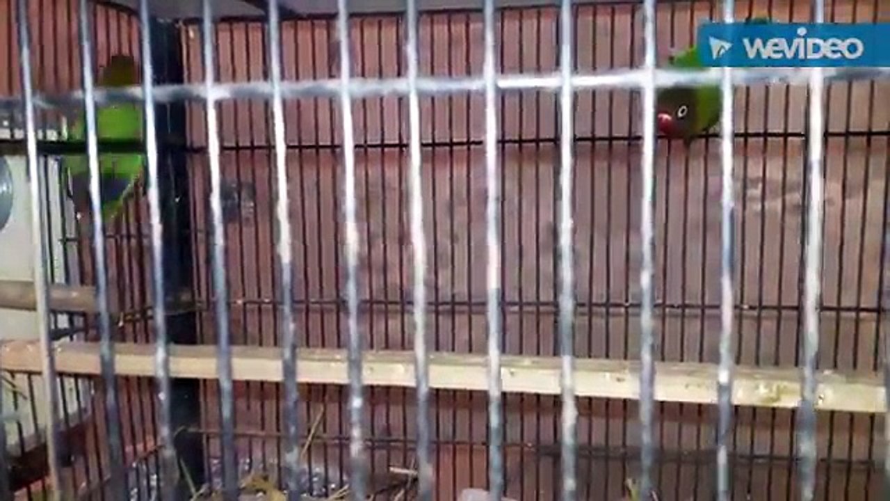 LOVEBIRD CHICK HAS EXPIRED | MY NEW FELLOW PAIR | NOVEMBER 2016