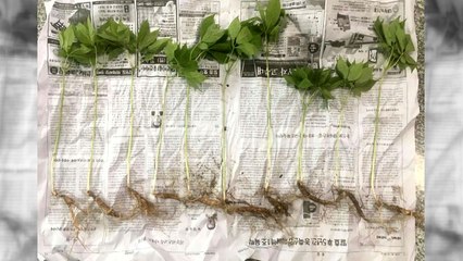 울타리 넘어 산양삼 훔친 60대 검거 / YTN