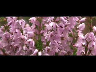 Popular Videos - Wild Britain with Ray Mears