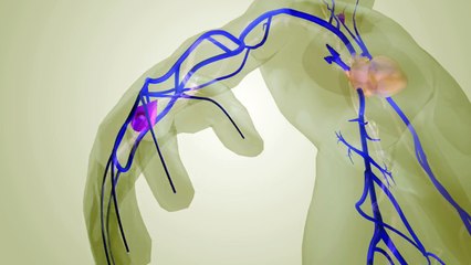 Blood Flow in the Human Body