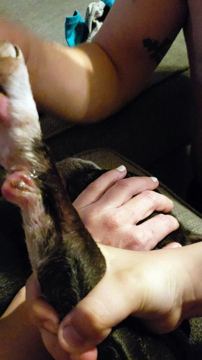 Dog cut paw pad treated with cbd topical