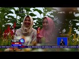 Wisata Kebun Bunga Instagrammable di Yogyakarta - NET 12