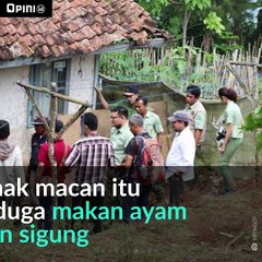 #1MENIT | Anak Macan Pulang Ke Hutan