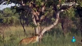 BATALLA EPICA DE ANIMALES LEONES VS BUFALOS ¿QUIEN GANARA?  DOCUMENTALES NATIONAL GEOGRAPHIC HD part 1/2