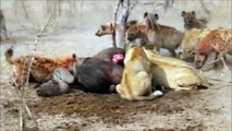 Los ataques más asombrosas de animales salvajes - León vs Hiena combatir hasta la muerte 2