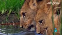 Grandes documentales - Iconos de la vida salvaje: Los depredadores de África part 2/3