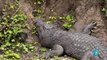 DOCUMENTAL El río - Campo de batalla Leones, Hipopotamos y Cocodrilos,NATIONAL GEOGRAPHIC,DISCOVERY part 1/2