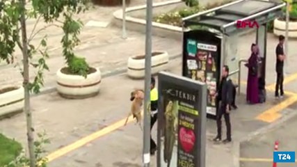 Köpeği yolun karşısına geçirdi, Ayın Polisi seçildi