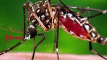 Kenapa Nyamuk Suka Terbang Dekat Telinga? Ini 3 Alasannya
