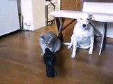 Funny Friendship of a Crow with a Dog and Cat...!!!!!!
