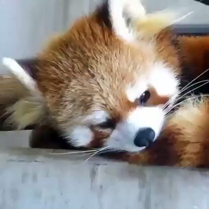 Red panda