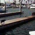 Seems like sea lions aren't so tough after all