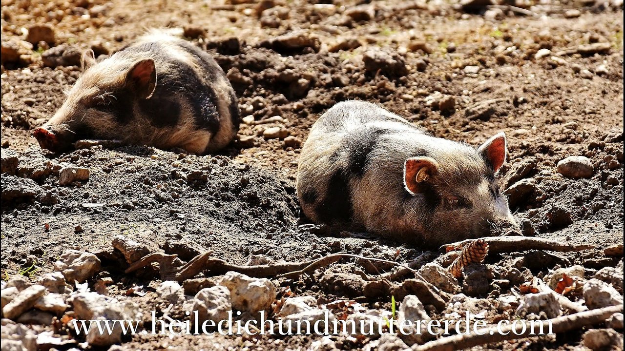 Vitamin B12 | Geistig Fit und seelisch stark