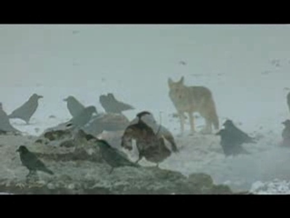 NATURE | Ravens | Preview | PBS