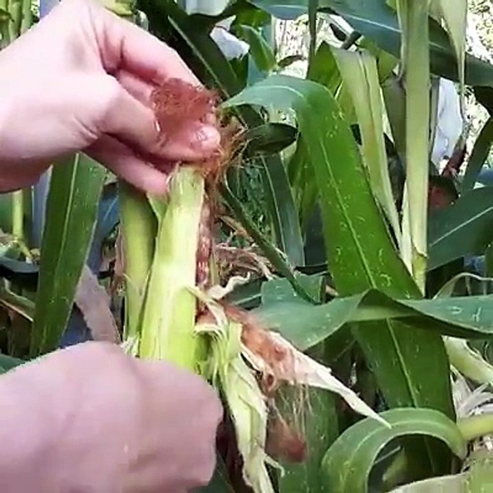 Beautiful corns with different colour