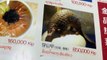 Natural World 2018 Pangolins The Worlds Most Wanted Animal