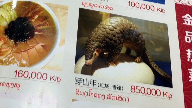 Natural World 2018 Pangolins The Worlds Most Wanted Animal