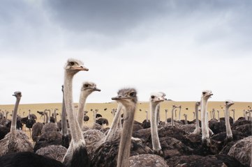 Ces oiseaux qui ne volent pas