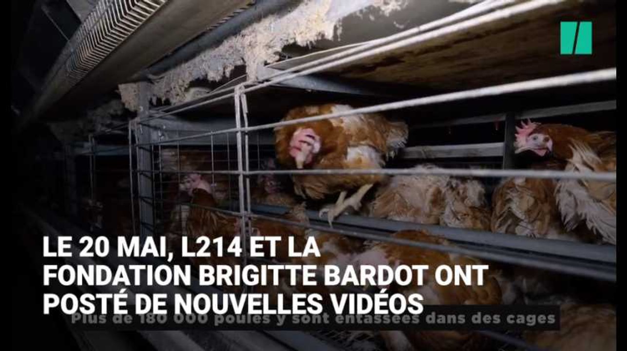 Loi alimentation: le vice-président de la FNSEA et le porte-parole de la Confédération paysanne répondent aux critiques faites aux éleveurs sur la souffrance animale