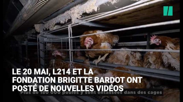 Loi alimentation: le vice-président de la FNSEA et le porte-parole de la Confédération paysanne répondent aux critiques faites aux éleveurs sur la souffrance animale