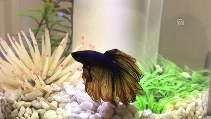 Güzellikleri Sınır Tanımayan Betta Balıkları