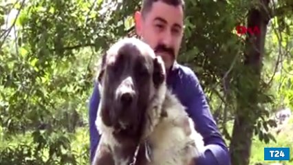 Köpeğinin doğum gününü 5 katlı pastayla kutladı