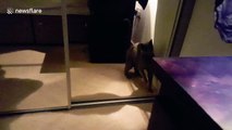 Oscar the strutting cat dances with its own reflection in the mirror