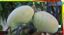 आम, Mango | आम खाने के फायदे | Health benefits of Mangoes | Boldsky