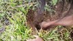 Terrifying!! Little Sister And Brother Catch Four Big Snakes While Digging Hole Near Their House