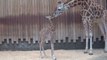 Milwaukee County Zoo Welcomes New Giraffe Calf