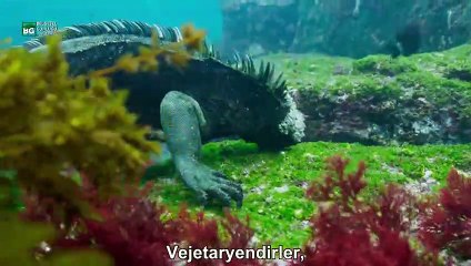 Pasifik Okyonusu Adalarında Yaşam | Deniz İguanaları