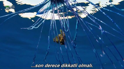 Ölümcül Güzellik Fizalya Denizanası