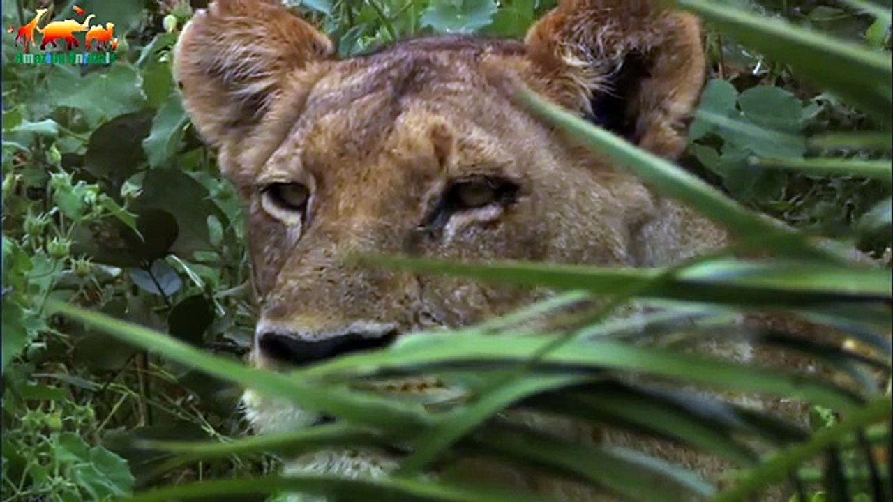 The Last Lions. The Exiled Lioness FULL HD - Documentary Films 2018 on Amazing Animals TV