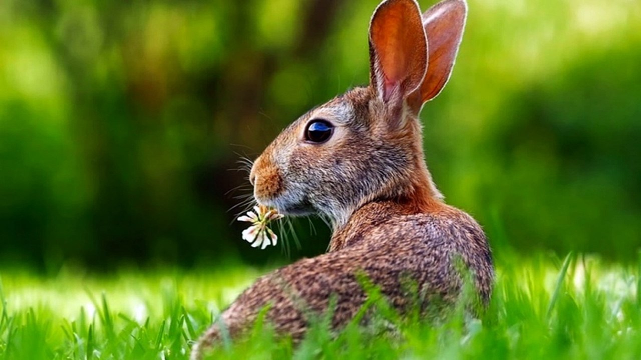 Hare - Leporids