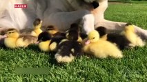 İngiltere'de bir köpek 9 ördeği sahiplendi