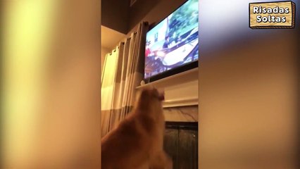 Dog gets excited to attend royal wedding