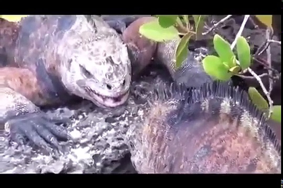 Wonders of the Galapagos - Rare Animals (Nature Documentary)