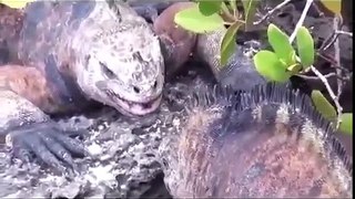 Wonders of the Galapagos - Rare Animals (Nature Documentary)